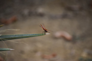 dragonfly setting on palm leaf in garden. insect wildlife animal