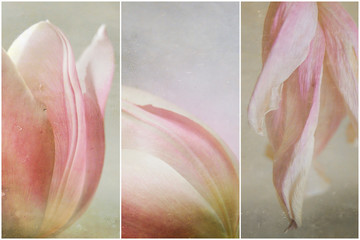 triptych mit tulpenblüte, mit textur