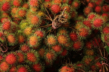 Fototapeta premium Rambutan wallpaper