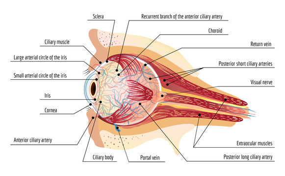 Human eye ball infographic. Cartoon of human eye ball vector infographic for web design