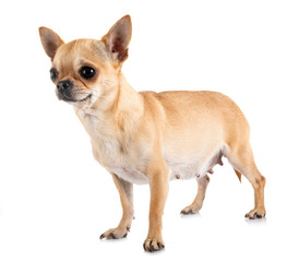 pregnant chihuahua in studio