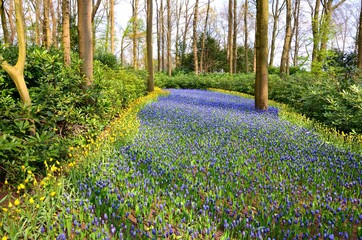 Keukenhof, The Garden of Europe in Spring