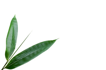 Fototapeta na wymiar Bamboo leaves white background