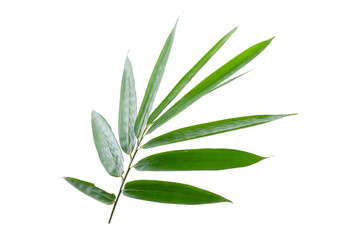 Bamboo leaves white background