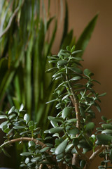 Houseplant succulent Jade plant closeup. Crassula ovata, commonly known as jade plant, lucky plant, money plant or money tree.