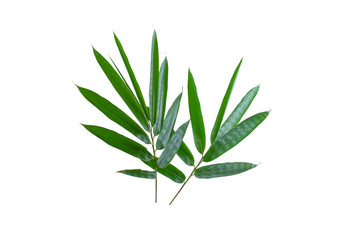 Bamboo leaves white background