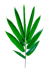Bamboo leaves white background
