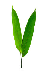 Bamboo leaves white background