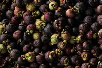 Mangosteen