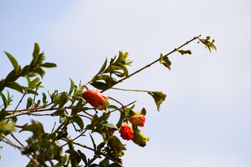 pomegranate flower close up. food fruit background wallpaper, garden plant bloom season photo