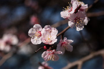 Blooming peach branch on a blurred sky background