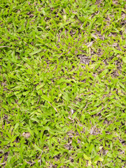 Stone floor grass small grass.