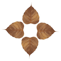 Obraz premium Brown bodhi leaf isolated on white background