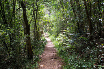 Fototapeta premium View through down a path in a green forest