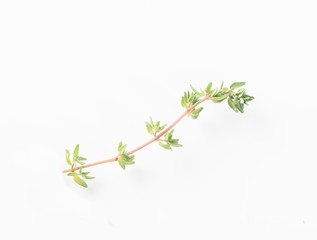 thyme isolated on white background