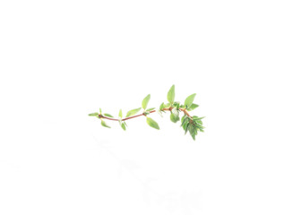 thyme isolated on white background