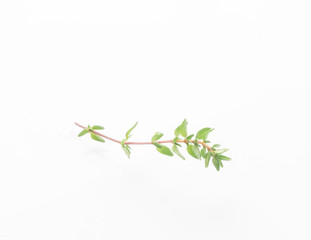 thyme isolated on white background