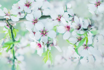 The lush blooming of white flowers of the almond tree in the garden.
