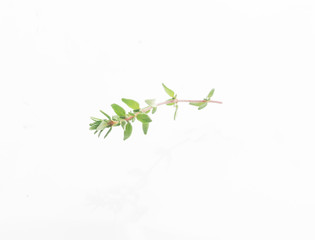 thyme isolated on white background