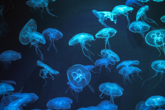 Jellyfish with neon glow light effect in Singapore aquarium