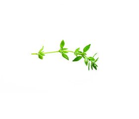 thyme isolated on white background