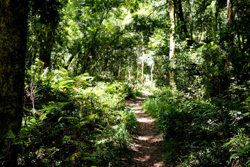 Fototapeta premium View through down a path in a green forest
