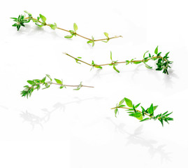 thyme isolated on white background