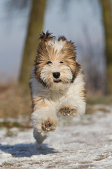 Tibbet Terrier Welpe im Schnee