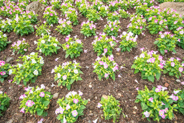  pattern of bloom flowers in the garden with soil