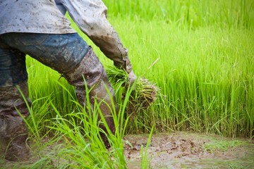 farmer working in the field