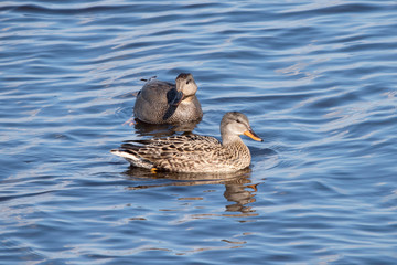 Gadwall in the weerribben big reedfields in the Netherlands