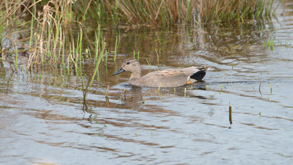 Gadwall in the weerribben big reedfields in the Netherlands