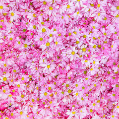  pink chrysanthemums daisy flower background pattern bloom.