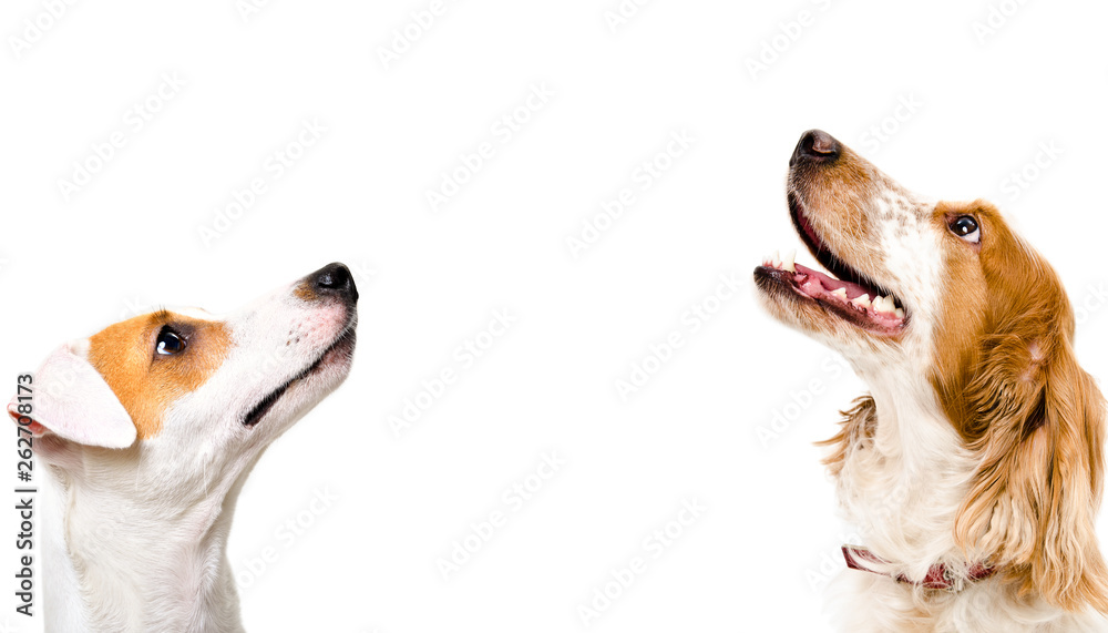 Poster portrait of cute dog jack russell terrier and russian spaniel, side view, isolated on white backgrou