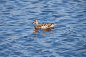 Gadwall in the weerribben big reedfields in the Netherlands