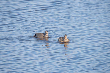 Gadwall in the weerribben big reedfields in the Netherlands