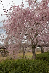 Fototapeta premium 枝垂れ桜咲く風土記の丘