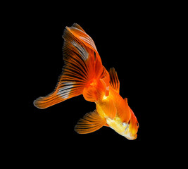 goldfish isolated on a dark black background