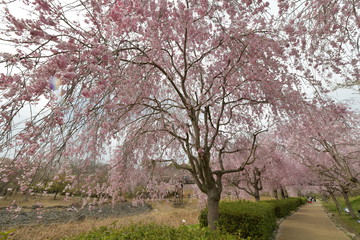 Obraz premium 枝垂れ桜咲く風土記の丘