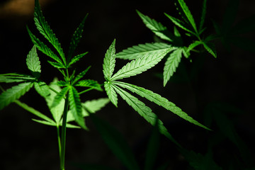 cannabis on a Black background