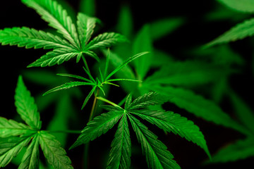 cannabis on a Black background