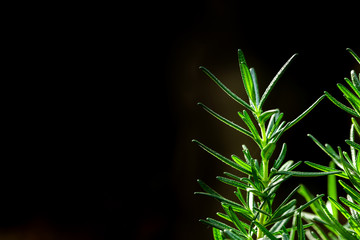 Fresh Rosemary Herb grow outdoor. Rosemary leaves Close-up
