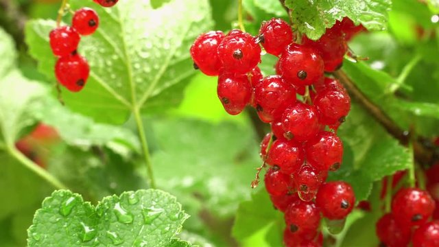 Wet, juicy and ripe red currants hanging on the bush soaked in rain.
