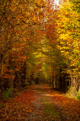 Romantischer Spazierweg in einem dichten Herbstwald