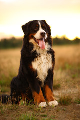 Bernese mountain dog on a walk in the yellow field