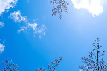【写真素材】 青空　空　雲　春の空　背景　背景素材　4月　コピースペース