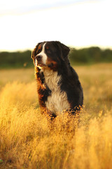 Bernese mountain dog on a walk in the yellow field