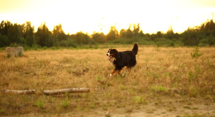 Side view at Bernese mountain dog on a walk in the yellow field