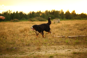 Side view at Bernese mountain dog on a walk in the yellow field