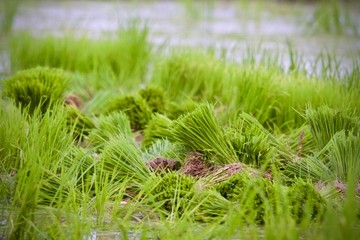 closeup of green grass